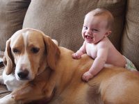 Komik Bebek ve Köpekler