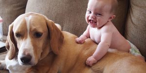 Komik Bebek ve Köpekler